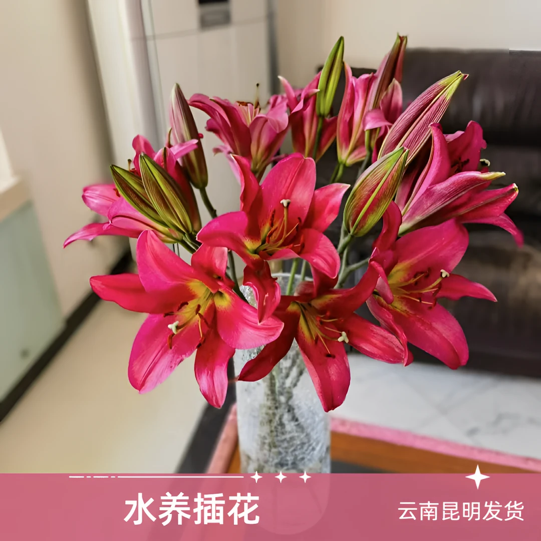 【火石】百合云南昆明基地插花水养花斗南直发送达新鲜百合精选花材