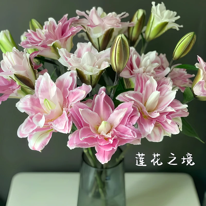 莲花之境重瓣百合云南基地现采直发百合家庭办公水养鲜花插花百合
