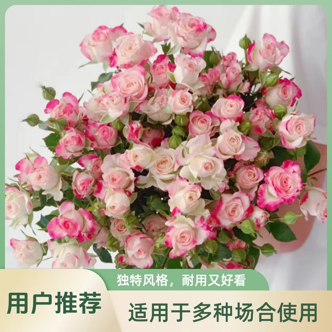 折射多头玫瑰鲜花云南基地直发水培植物鲜切花束插瓶多头折射10支