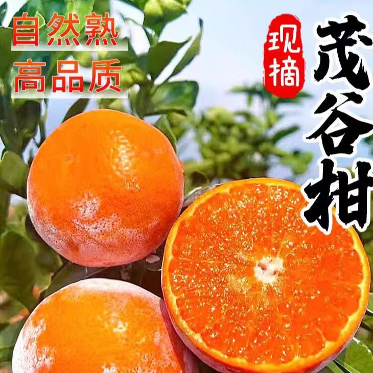 广西武鸣脏脏柑皮薄汁水足正宗产地现发茂谷柑3/5/8斤