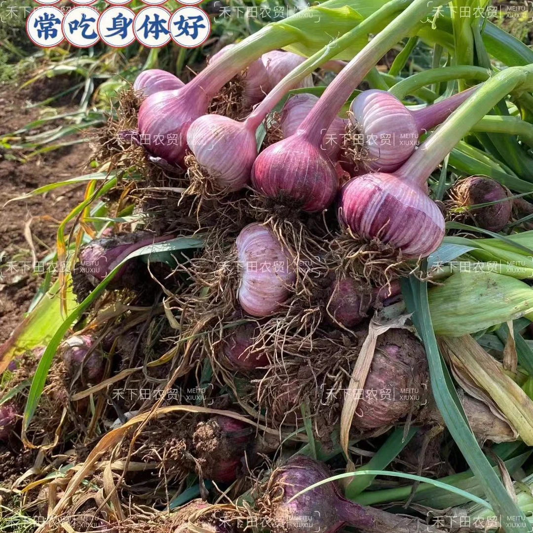 2025年河南杞县新鲜大蒜，（农家自种可腌制）