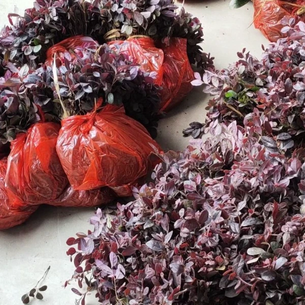 红花继木树苗 四季常青绿化庭院苗木 红花继木小苗 庭院花卉植物