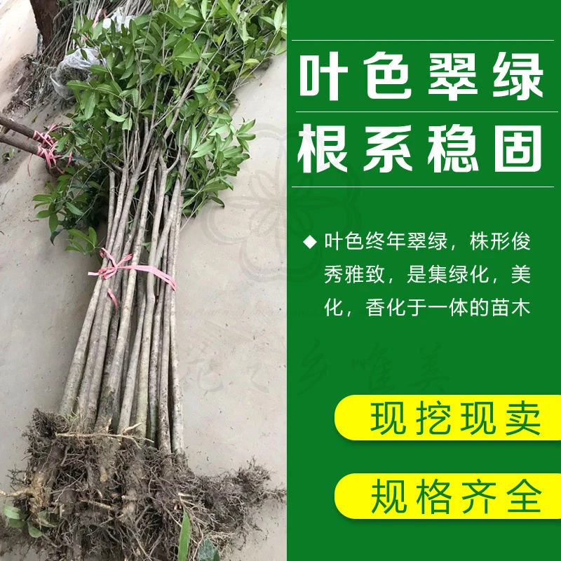 占地 桂花树苗桂花苗金桂丹桂八月桂花卉庭院绿植四季桂花地栽