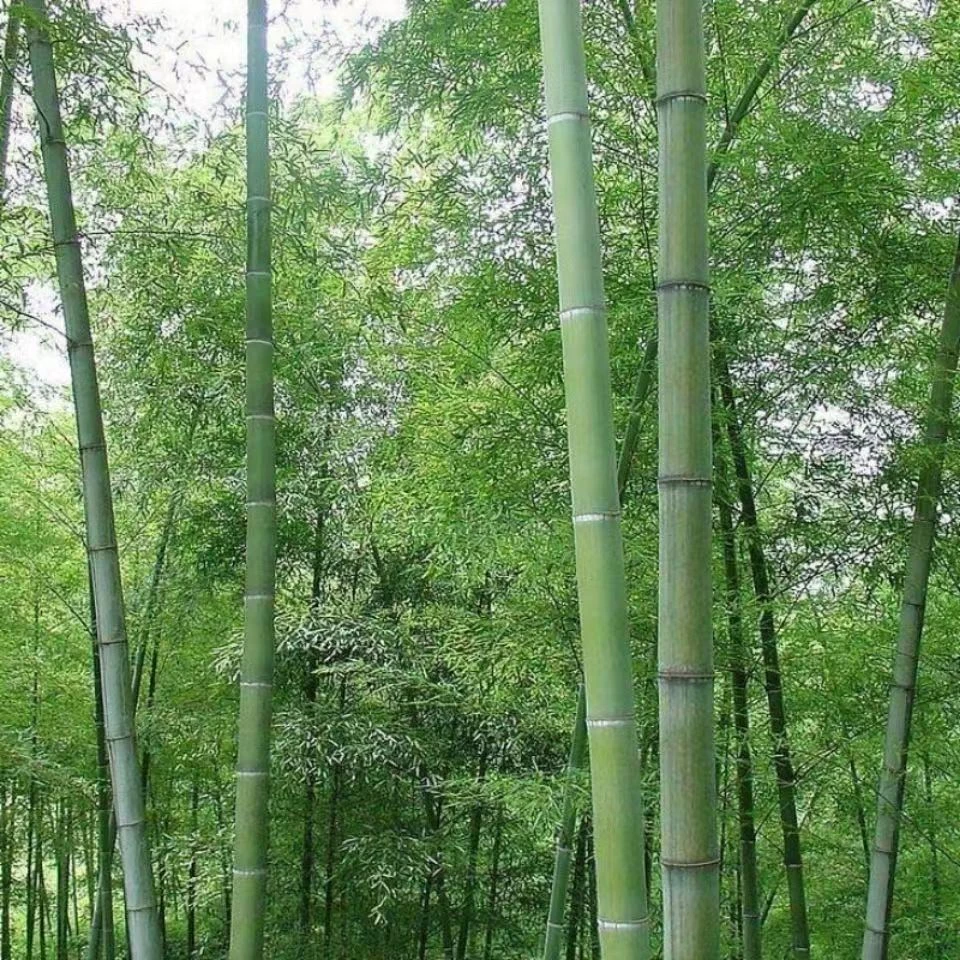 竹根苗毛竹庭院竹子根竹北方耐寒植物楠竹苗毛根竹楠竹根 毛竹根