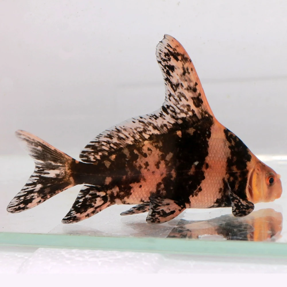 四川发货 一帆风顺美人鱼 胭脂鱼活体发货