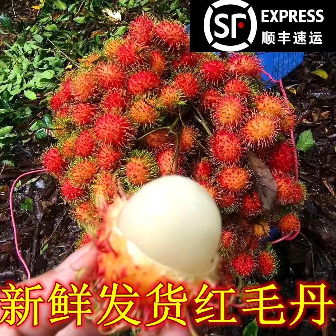 现摘现发新鲜红毛丹当季水果孕妇适用树上熟毛荔枝