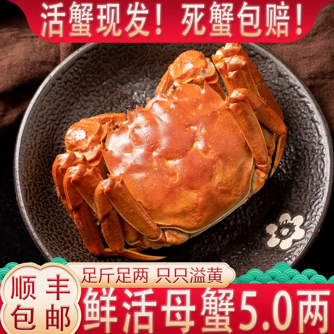 【活蟹】ZR母蟹5.0两【爆黄】8只 精品爆黄大闸蟹固城湖好蟹礼新T8