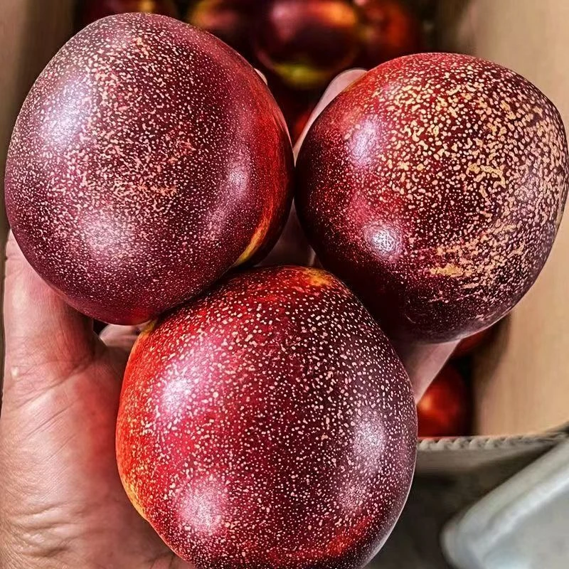 【顺丰包邮】砀山麻点油桃 脆甜多汁现摘现发  现摘4.8-8.6斤装