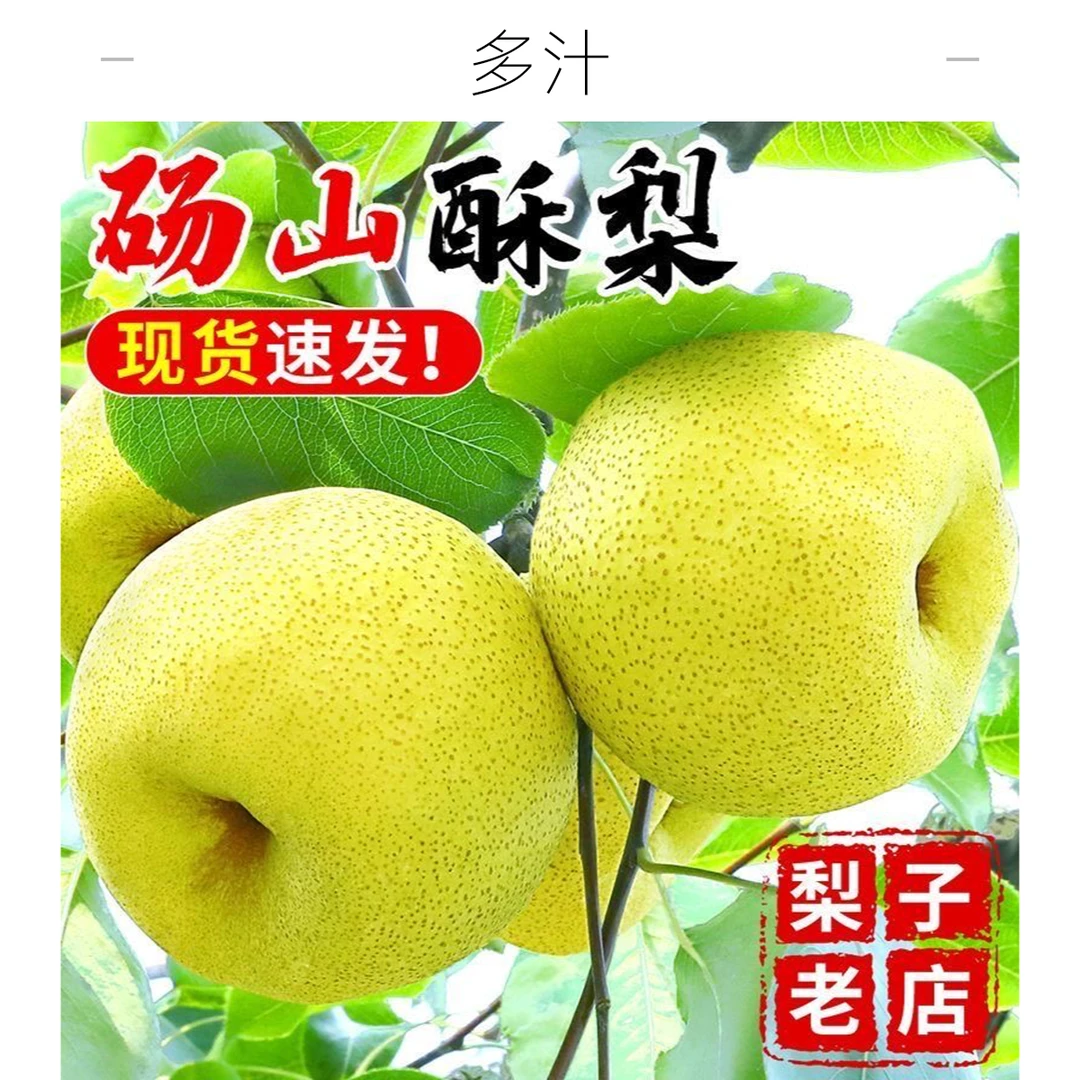 正宗砀山酥梨微黄口感更佳纯甜新鲜水果梨子砀山梨爆甜酥脆可口爽