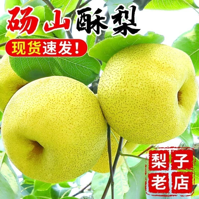 《正宗酥梨》正宗砀山酥梨微黄口感更佳纯甜新鲜水果梨子砀山梨