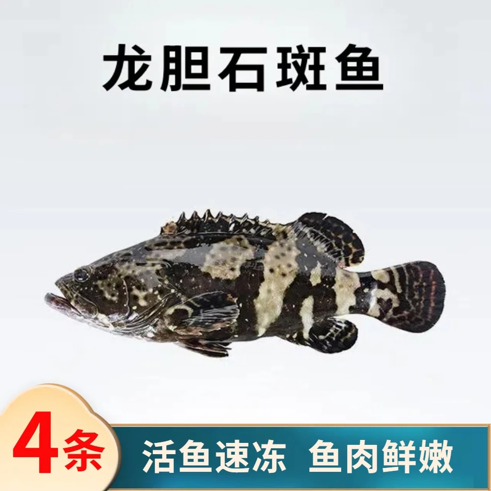 4条共2.8斤龙胆石斑鱼   活鱼速冻非活发 不帮杀