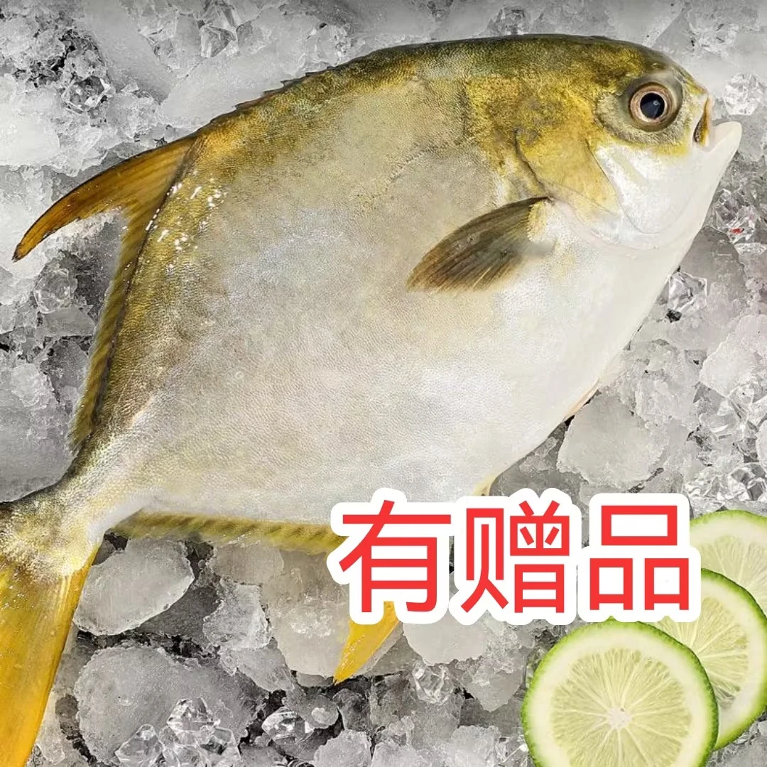 A(有赠品)金鲳鱼4.2斤共6条  活鱼速冻非活发 不帮杀  送2盒鱿鱼
