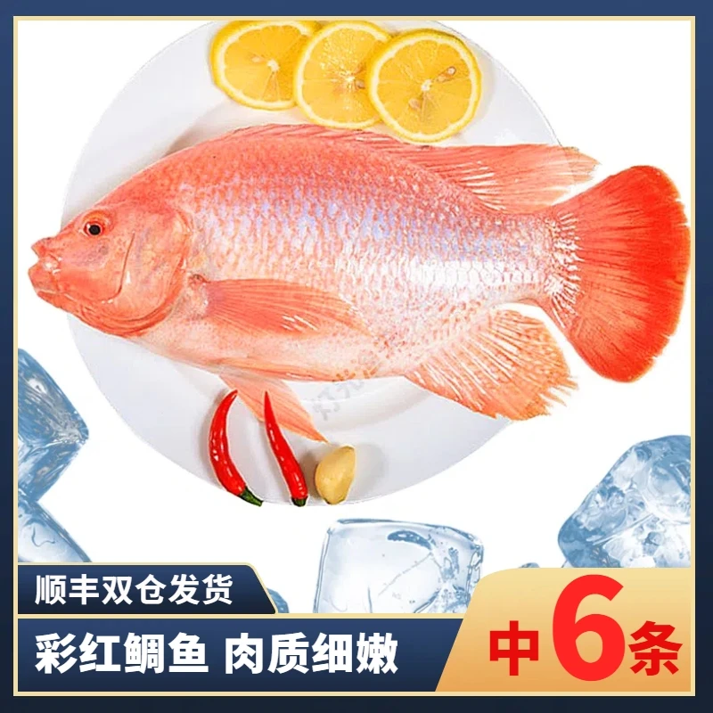 6斤6条彩红鲷鱼(代杀去肚) 杀后到手约5斤 速冻非活发送1包剁椒酱