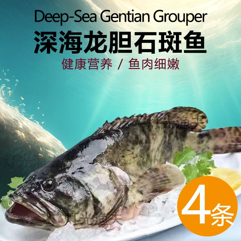 龙胆珍珠斑4条共4斤  活鱼速冻非活发 约400g-600g/条