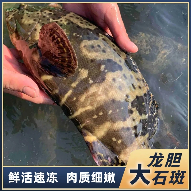 龙胆珍珠斑石斑鱼（单条约2-3斤） 广东海鲜速冻非活发  不代杀