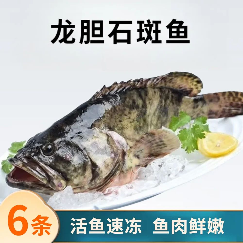 4斤共6条龙胆珍珠斑  活鱼速冻非活发 约6-7两/条左右