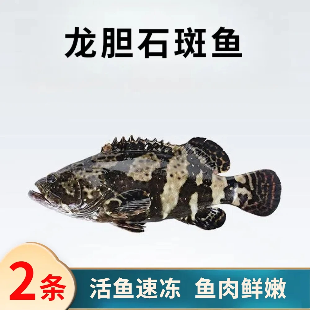 龙胆珍珠斑2.4斤约2条  活鱼速冻非活发 广东海鱼 约600g/条