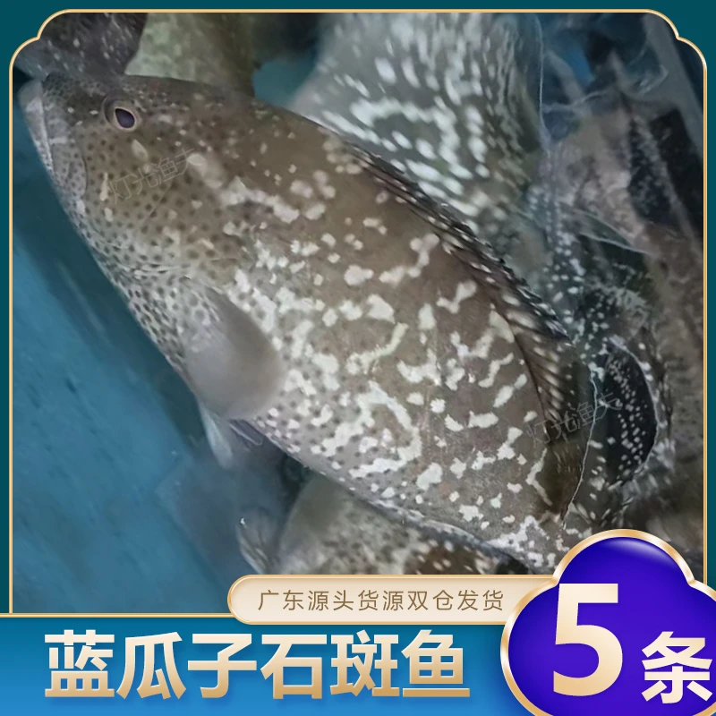 4斤共5条蓝瓜子斑石斑鱼广东名贵海鱼  速冻非活发  不帮杀