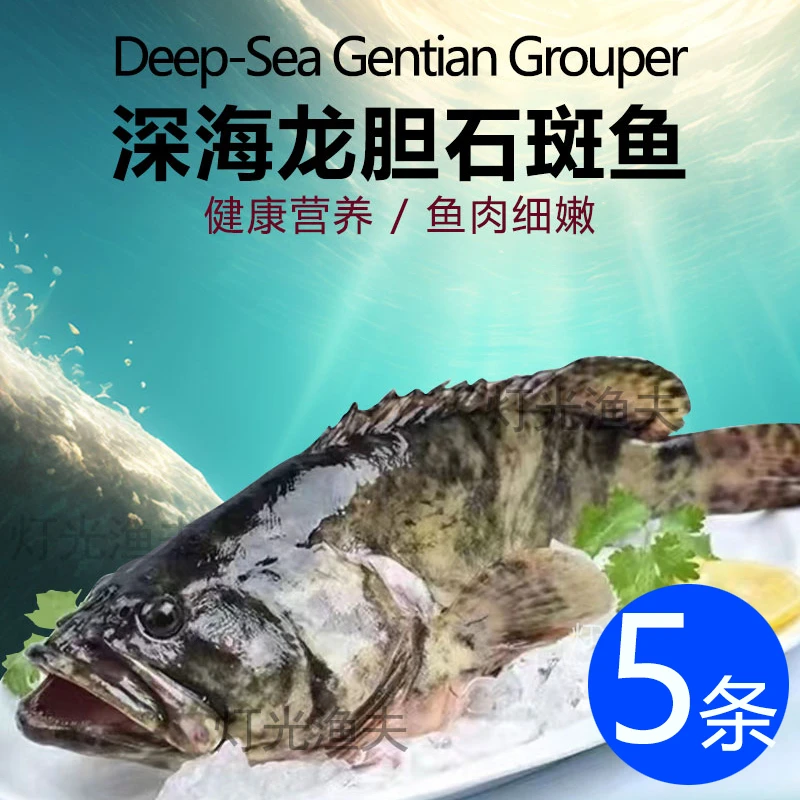 4斤共5条龙胆珍珠斑  活鱼速冻非活发 约7-9两/条左右