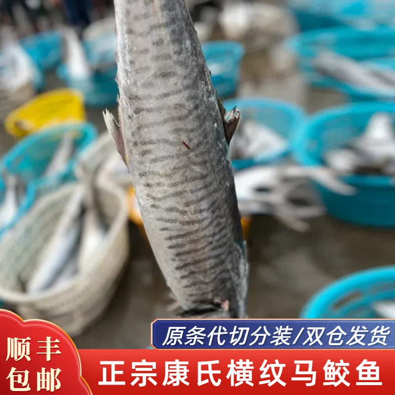 4-5斤中大横纹康氏马鲛鱼 广东博贺港深海捕捞速冻原条代切