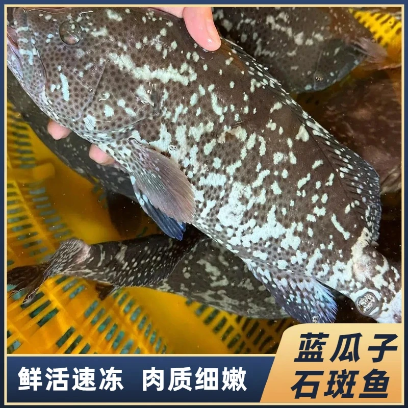 2条共3-3.8斤蓝瓜子斑 广东名贵海鱼 肉质鲜嫩石斑鱼速冻非活发