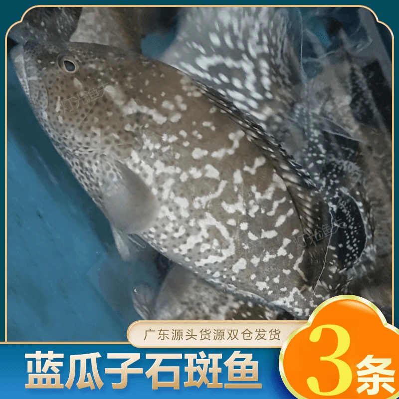 4斤共3条蓝瓜子石斑 活鱼速冻非活发  不帮杀