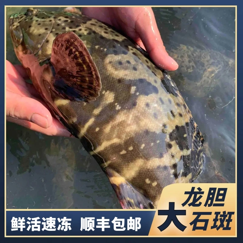 2.8斤共2条龙胆石斑鱼 活鱼速冻非活发不帮杀