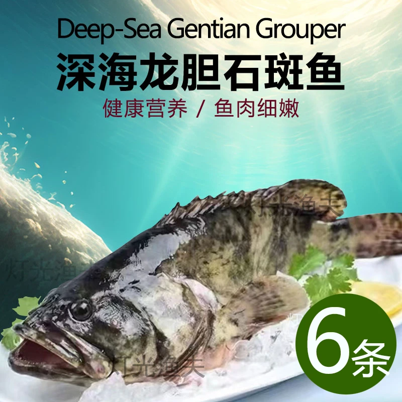J龙胆珍珠斑6条共4斤 龙胆石斑鱼 速冻非活发