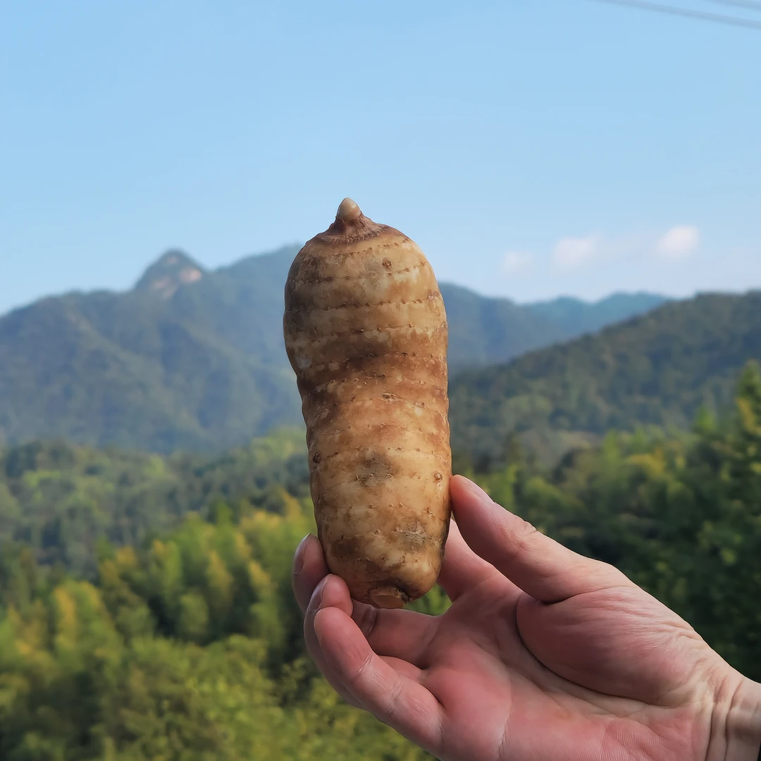 新鲜天麻 中果4-7个/斤 金寨大别山高山天麻 现挖现发 顺丰包邮