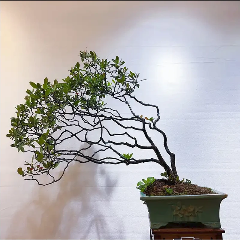 海岛春花栀子花室内空间装饰绿植