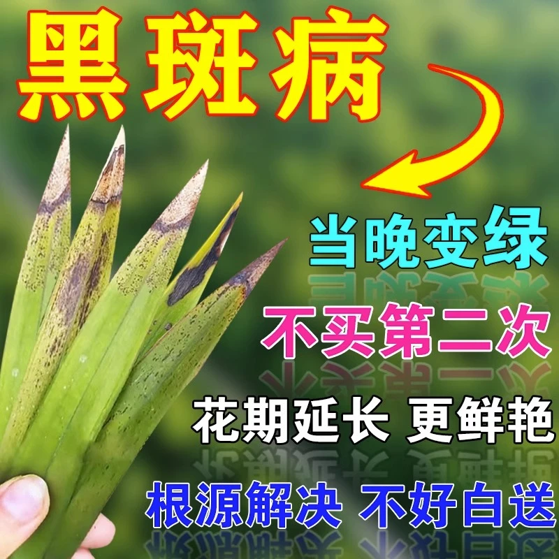 兰花黑斑病炭疽病软腐病茎腐病植物营养液黄叶焦尖发黑烂根神器