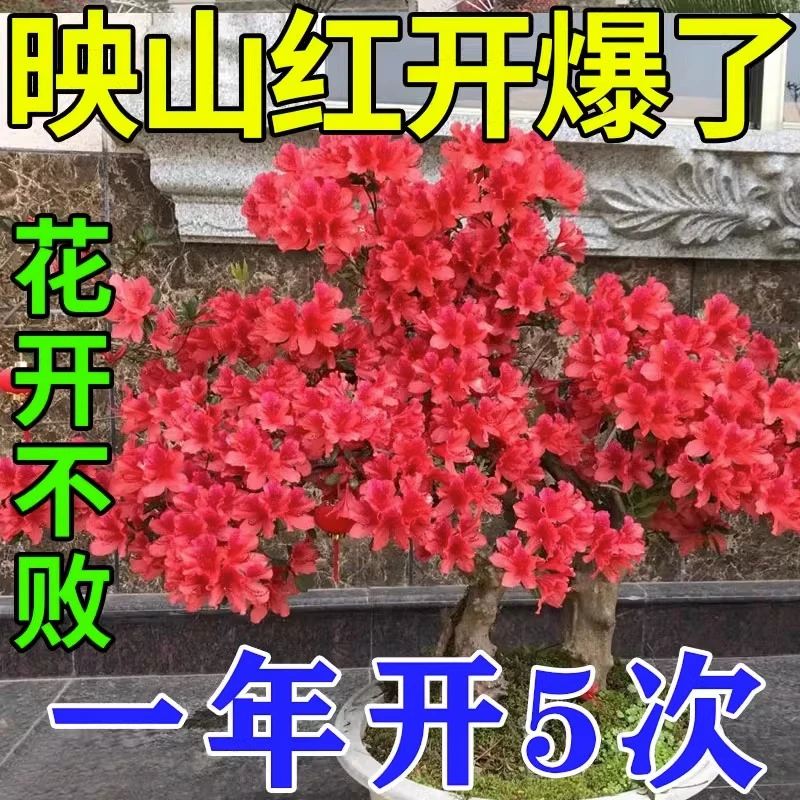 映山红专用肥喜酸植物营养液家用室内盆栽花卉四季促开花素通用型