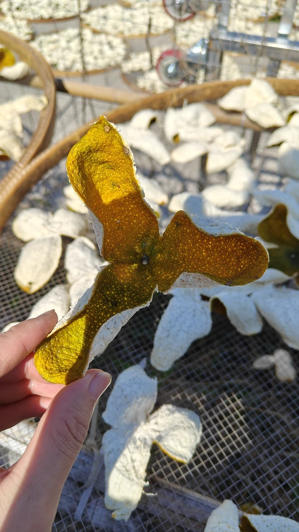 广东新会柑精品2024年驳枝二红皮小冈镇二线产区茶枝柑