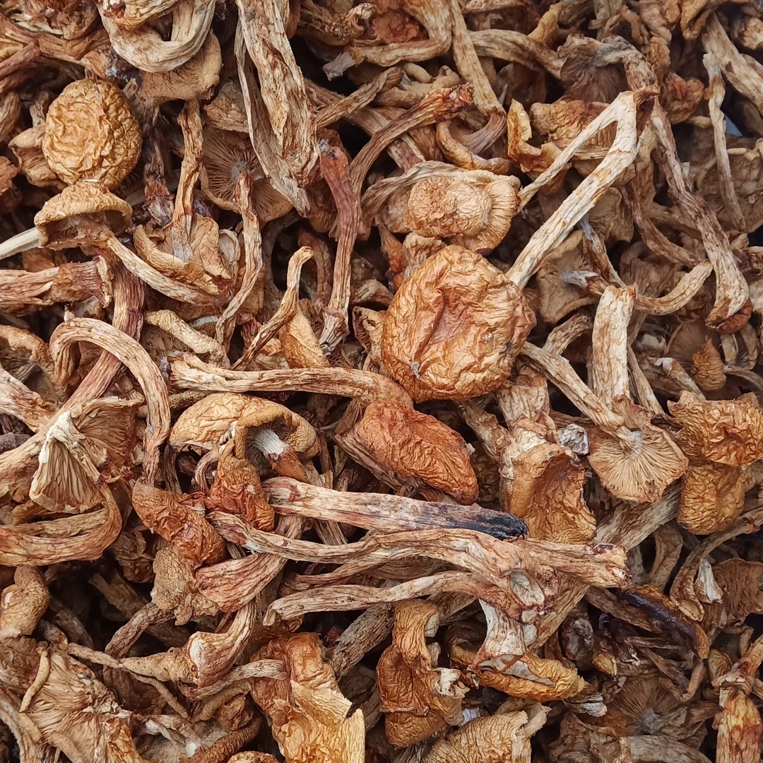 干蘑菇   东北干蘑