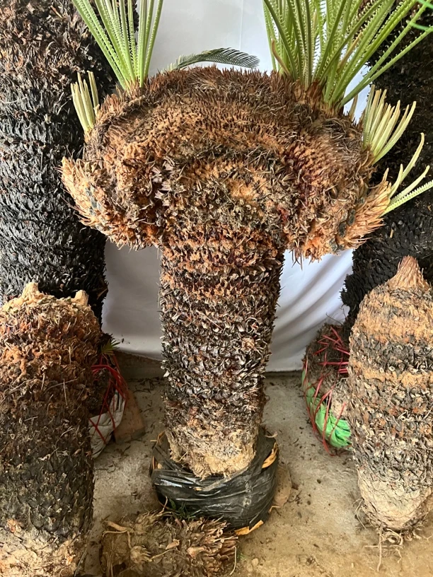 鸡冠铁树一物一拍