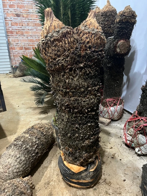 铁树光头一物一拍
