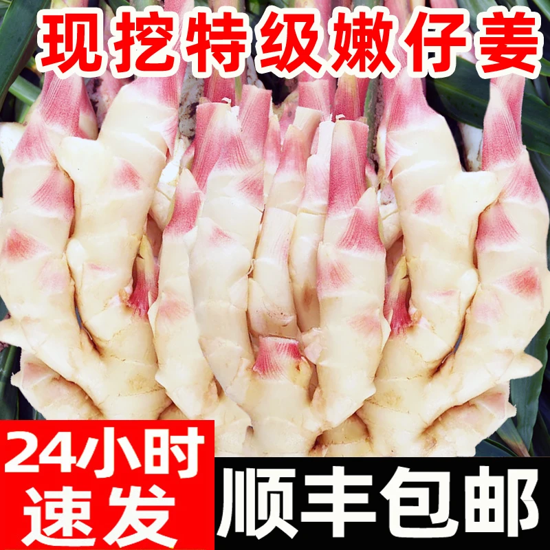 山东嫩姜新鲜顺丰包邮大仔姜子姜红芽姜指头生姜5非云南小黄姜