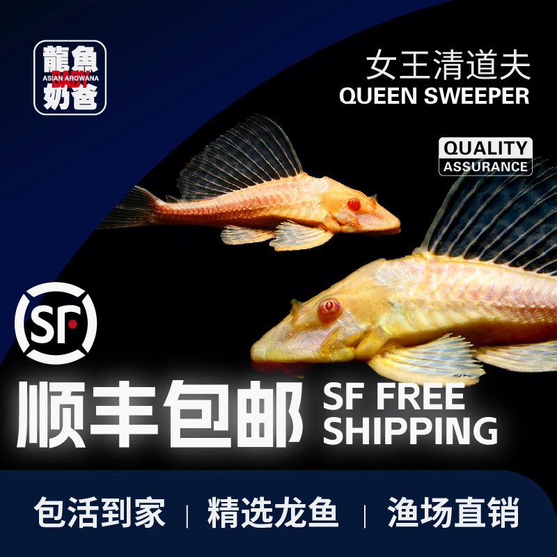 清道夫鱼红眼女王大帆鱼缸清洁工除藻工具女皇异型淡水热带观赏鱼