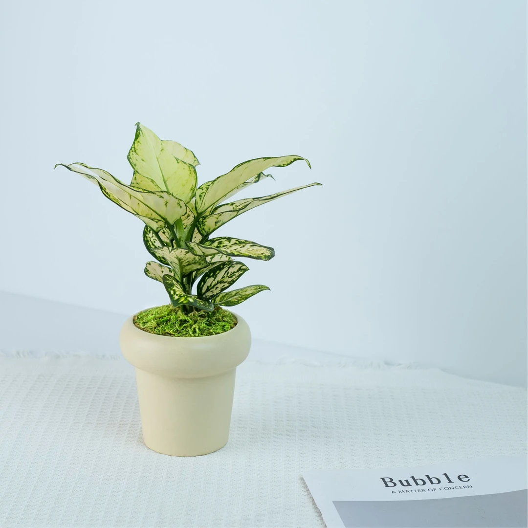 白如意绿植室内桌面小盆栽现代北欧风款盆栽防辐射除甲醛净化空气