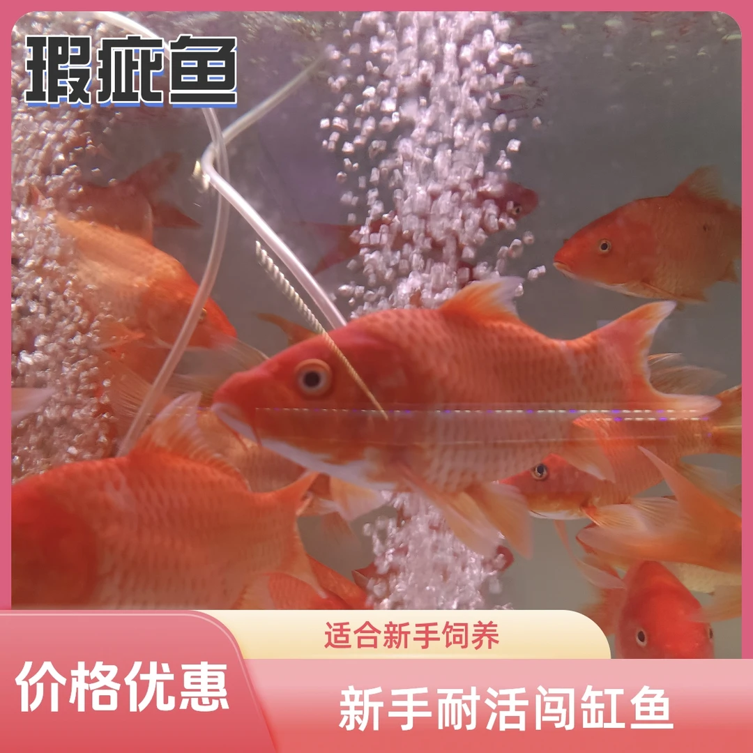 特价瑕疵蝴蝶鲤彩色观赏鱼有瑕疵新手耐活闯缸鱼