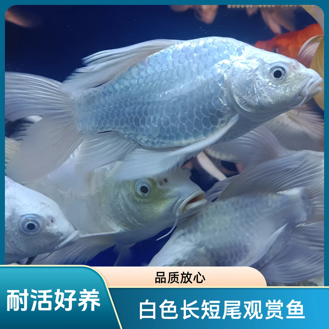 特价蝴蝶鲤白色彩色长短尾观赏鱼精品特价鲤鱼耐活好养