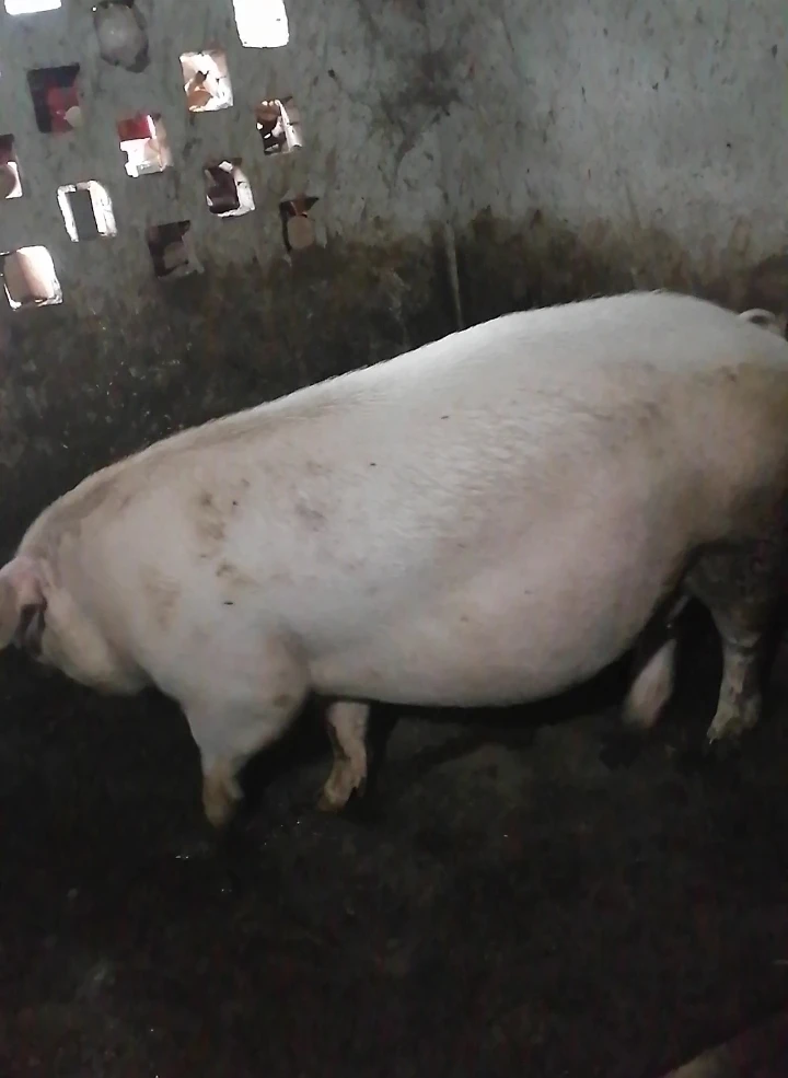 直播改价链接（熟食土猪）