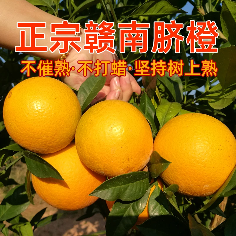 赣南脐橙现摘新鲜采摘5斤/10斤装当季水果大果橙子手剥甜橙大果