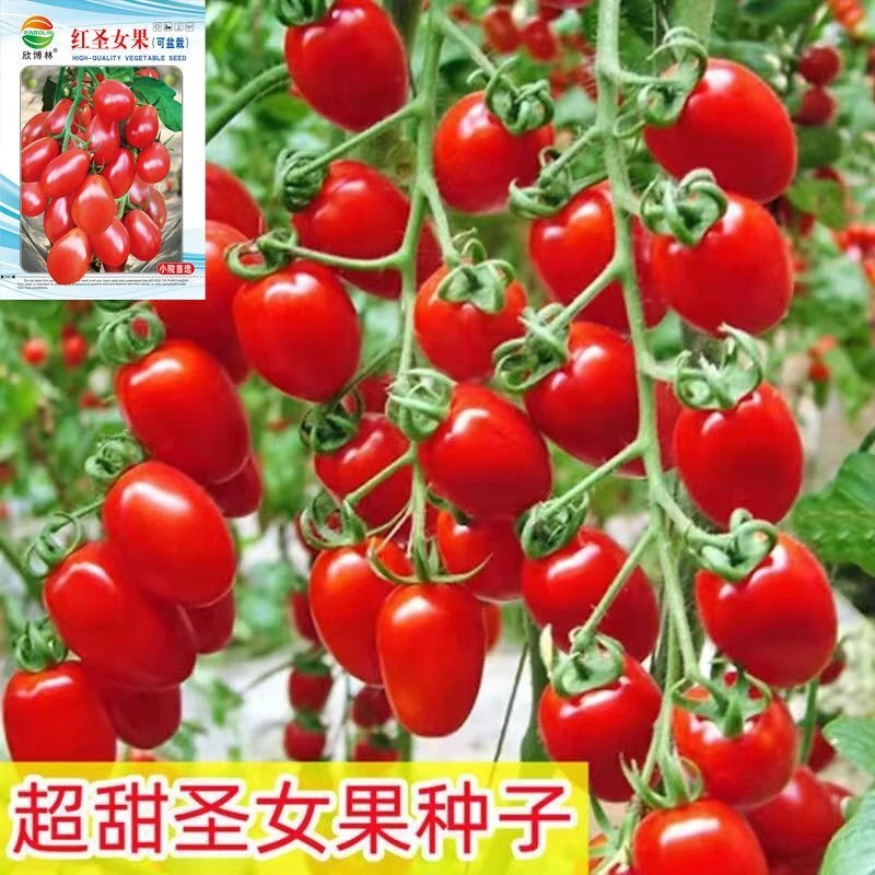 千禧圣女果种子超甜圣女果苗 阳台四季盆栽西红柿种子 樱桃小番茄