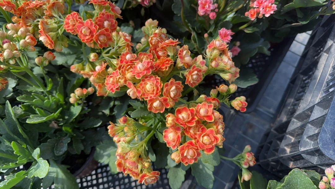 长寿花，带花苞发货，叶片折损属于正常建议误拍。