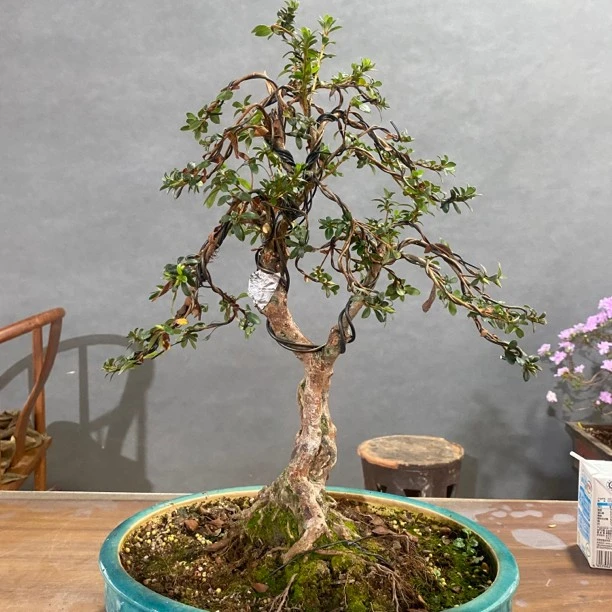 毛杜鹃嫁接菊姬，花开红色呈喇叭状，八重瓣窗台植物庭院美观
