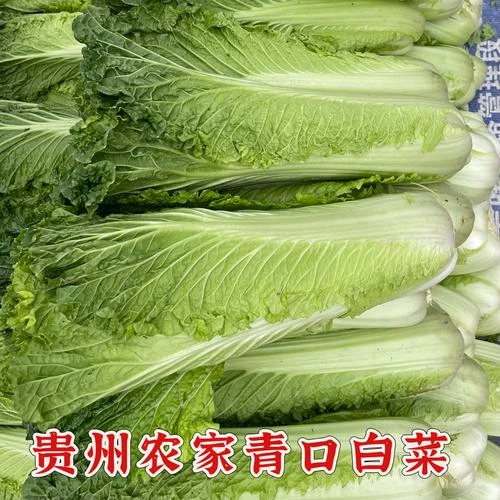 贵州农家青口白白菜5斤包邮