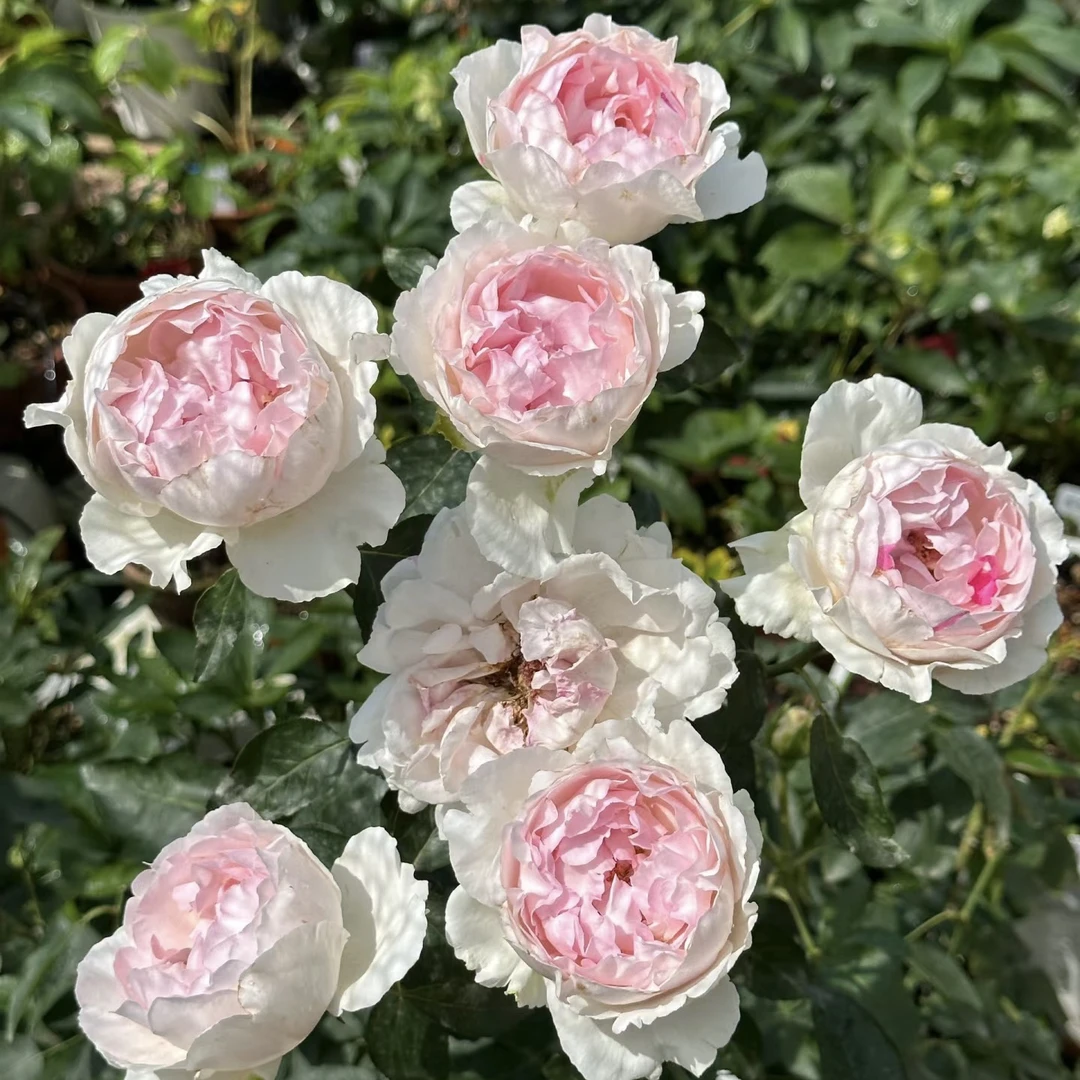 伊芙 钱特玛丽 根接苗 匠人月季 玫瑰花 四季开花阳台盆栽植物