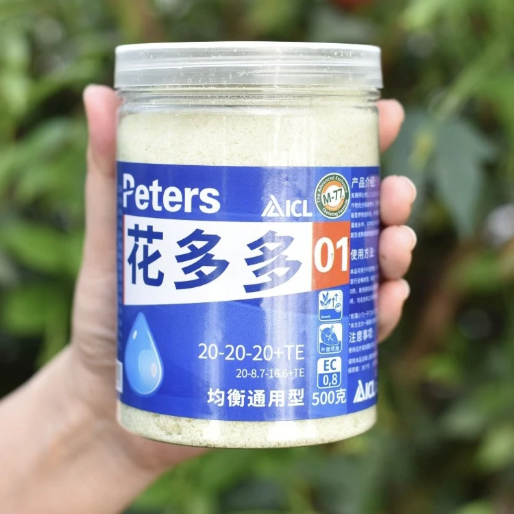 花多多 根接苗 匠人月季 玫瑰花 四季开花阳台盆栽植物