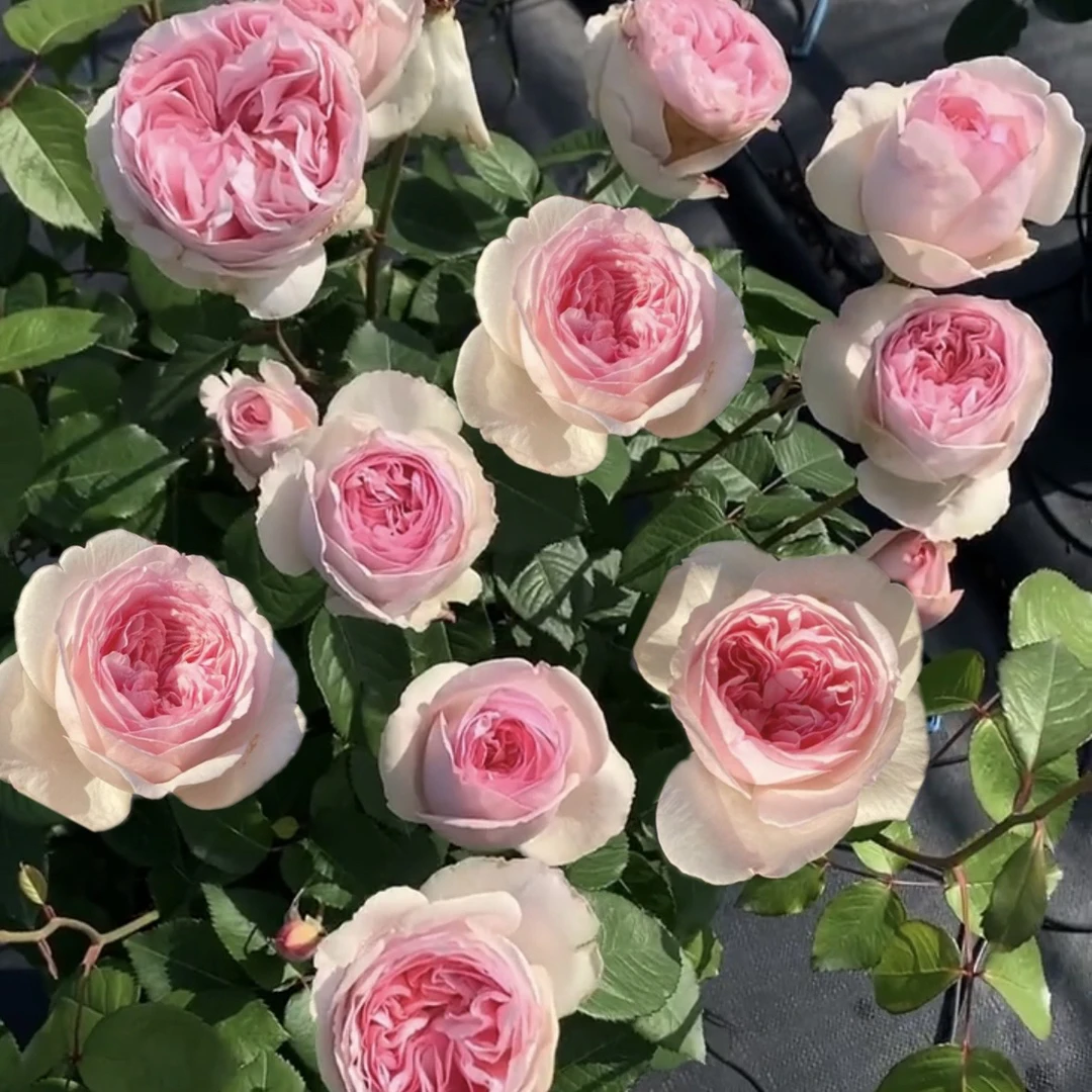 伊芙乙女心 根接苗 匠人月季 玫瑰花 四季开花阳台盆栽植物